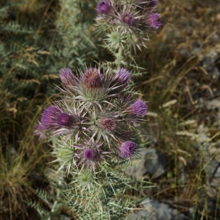 Ptilostemon afer